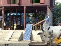 7 - Mandalay - (Mingun et Thone Se Pay)  (59)